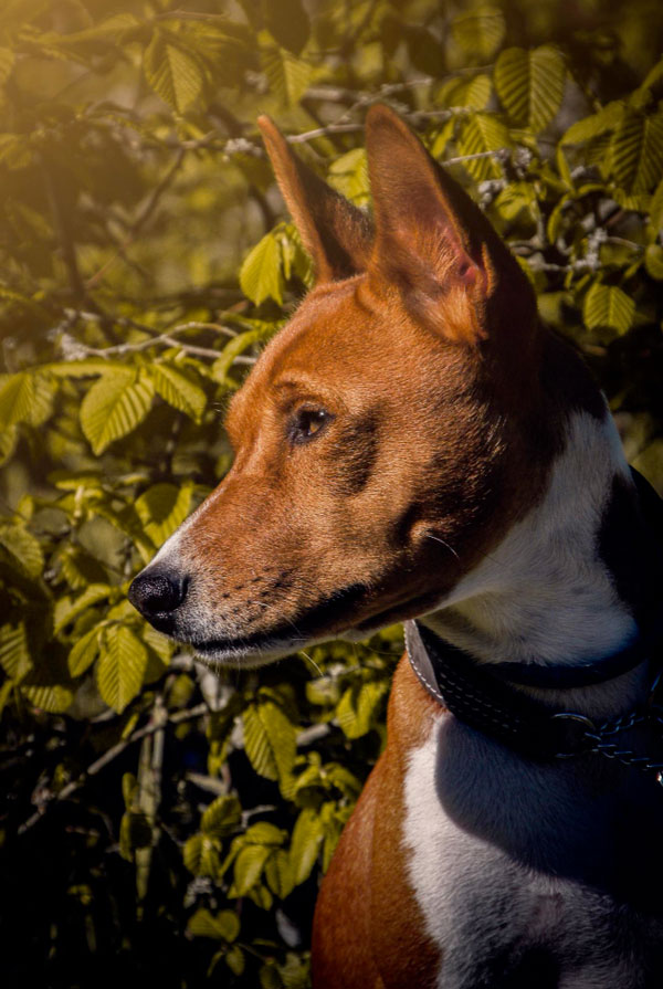 Santé du Basenji