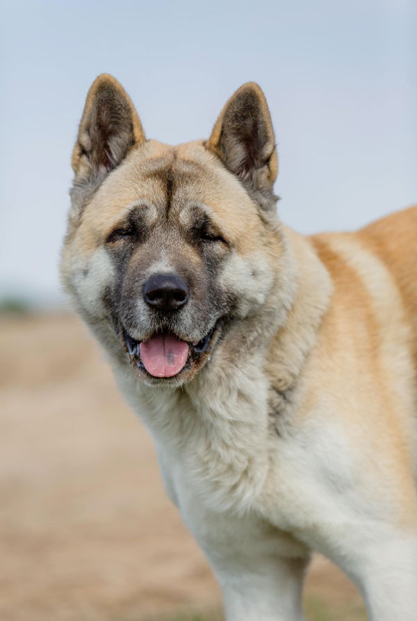 Souscrire assurance Akita Américain