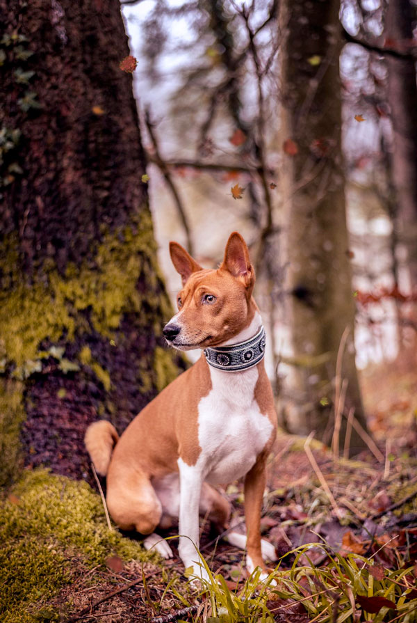 Souscrire assurance Basenji
