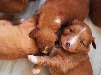 trois chiot brun nom en B chien et chat 2025