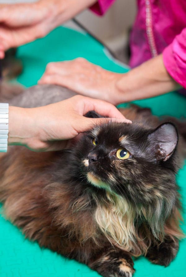 Chat chez le vétérinaire pour des calculs biliaires