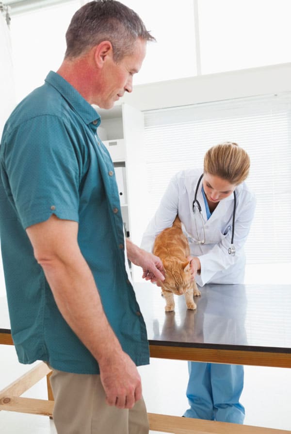 Chat chez le vétérinaire pour un cancer de la prostate