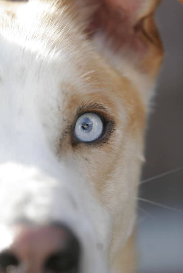 Chien atteint de cécité