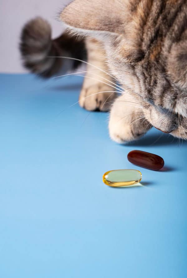 chat médicament gélule