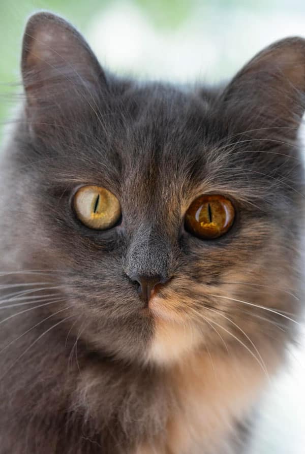 Chat malade atteint d'entropion