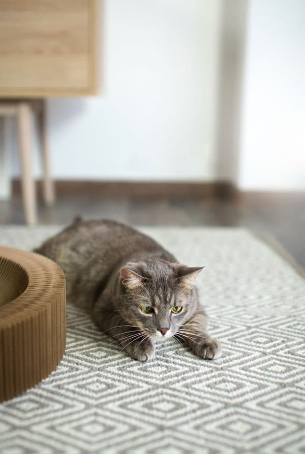 Chat ayant fait une crise d'épilepsie