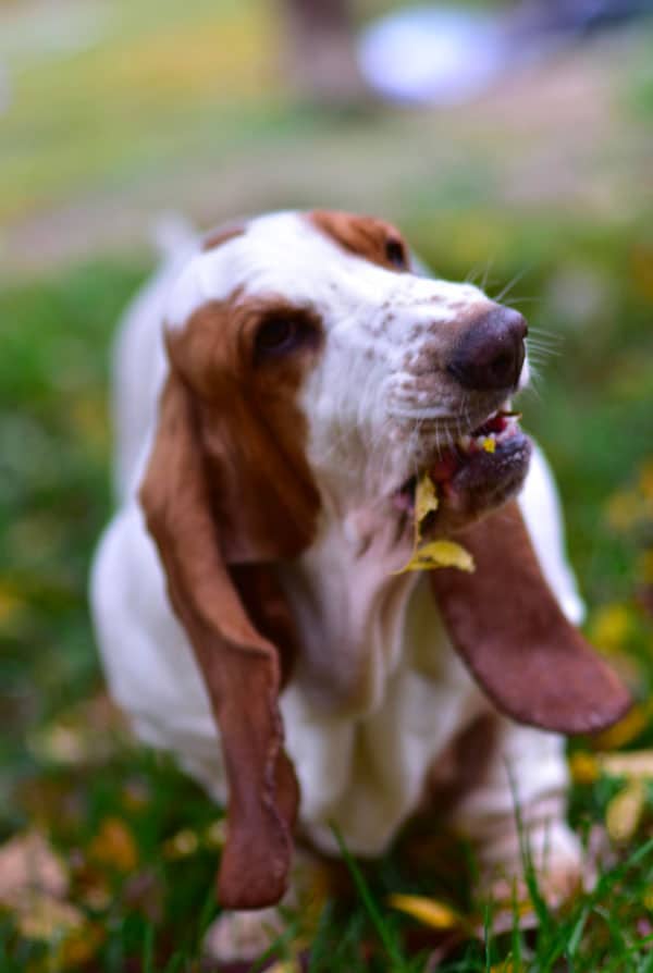 Chien type Basset Hound atteint de gliome