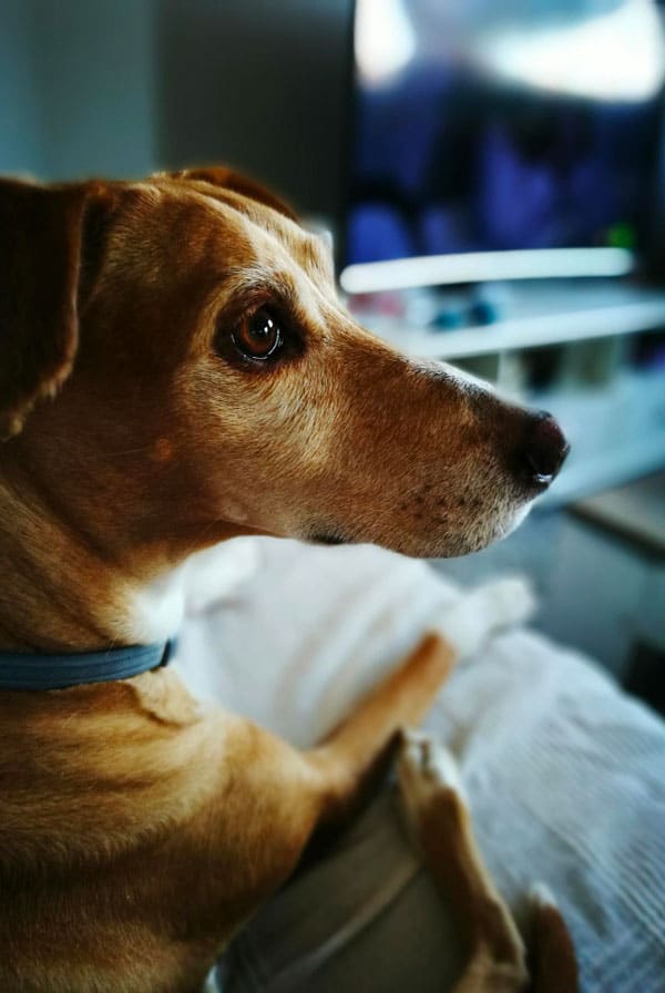 Chien malade ayant une leucémie