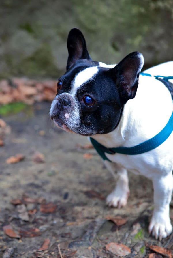 Chien type Bouledogue Français atteint de méningiome