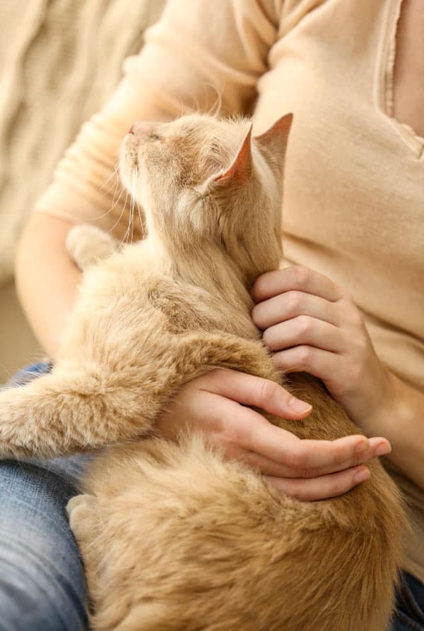 un chat beige dans les bras de sa propriétaire