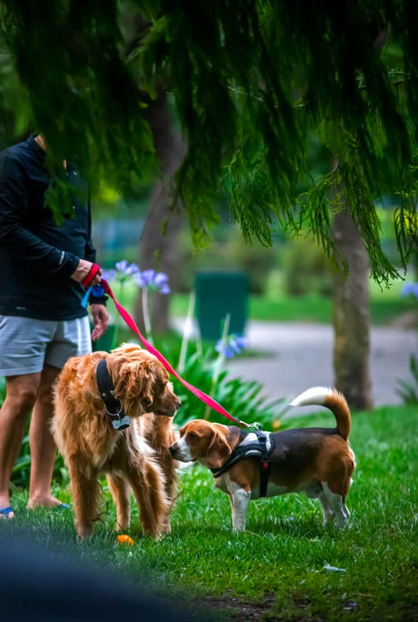 Deux chiens qui se rencontrent dans un parc a chien pendant une balade