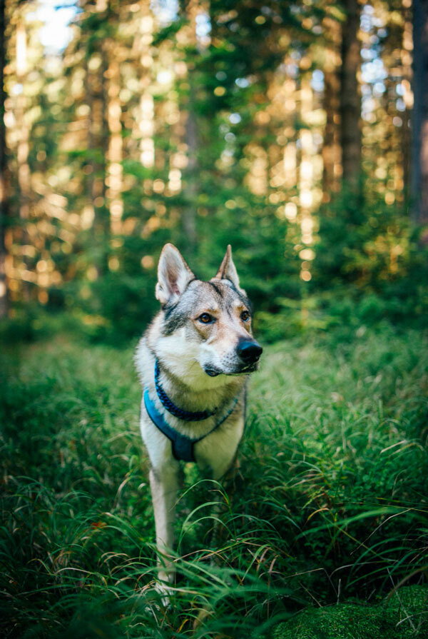 Accueillir un chiot Chien-loup tchécoslovaque