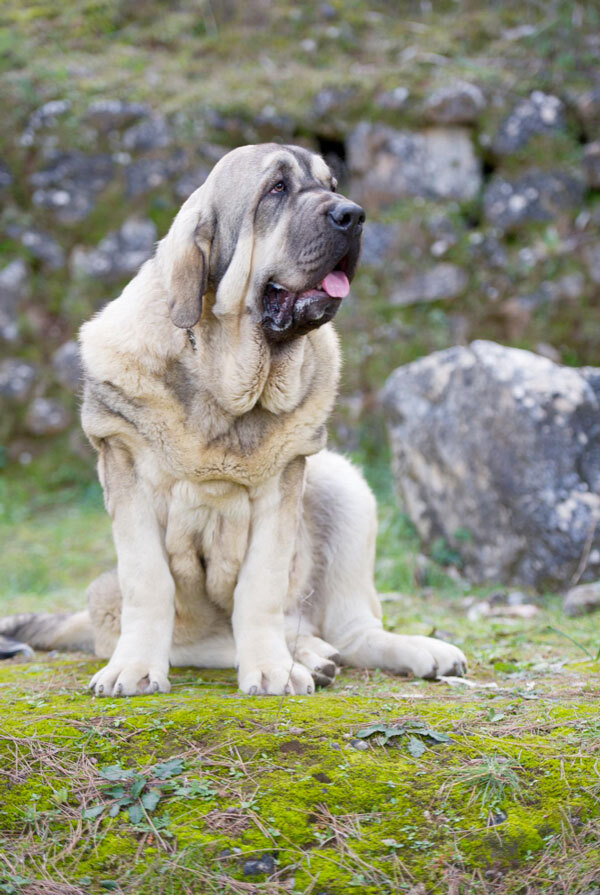 Accueillir un chiot Mastiff