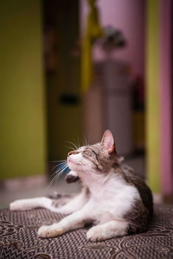 Chat qui présente une allergie aux piqûres de puce