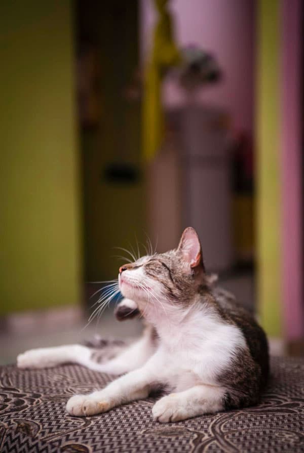 Chat qui présente une allergie aux piqûres de puce