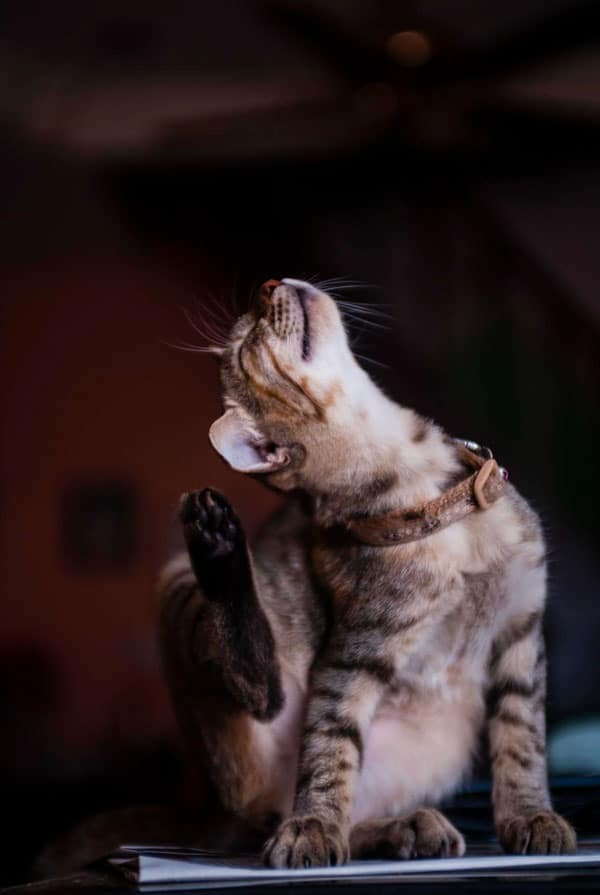 Chat infesté par des aoûtats