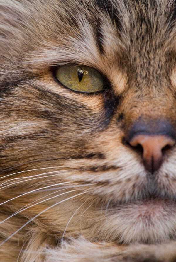Chat ayant une blépharite