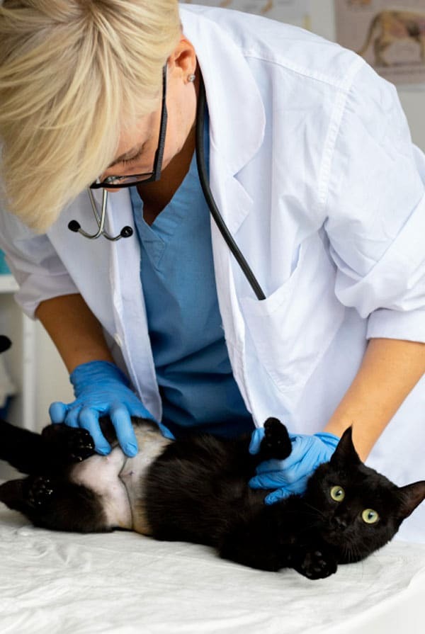Chat chez le vétérinaire pour un cancer des ovaires
