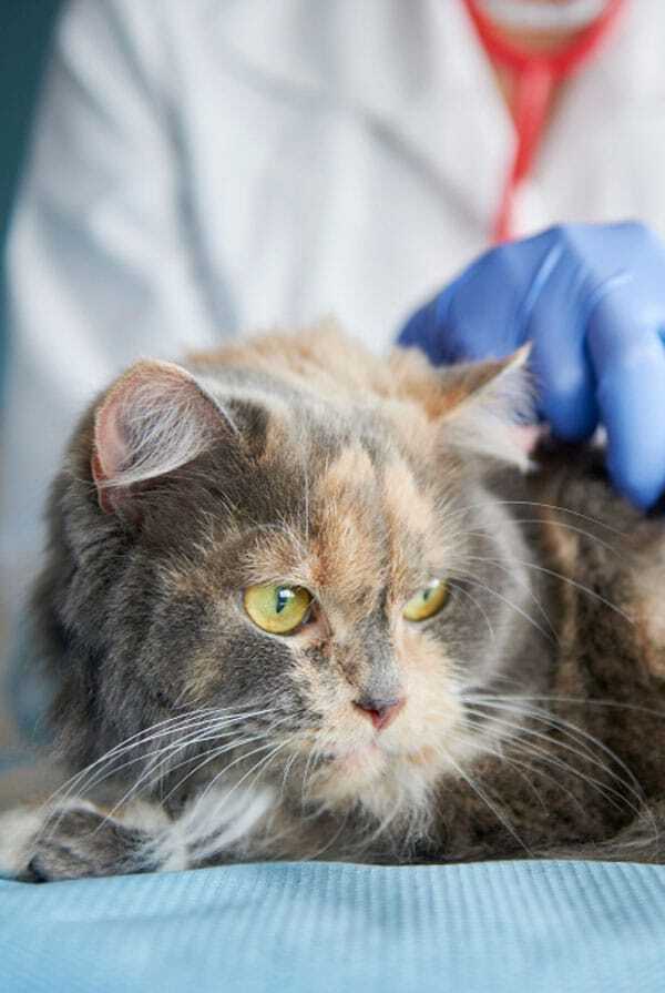 Chat chez le vétérinaire pour un cancer du poumon