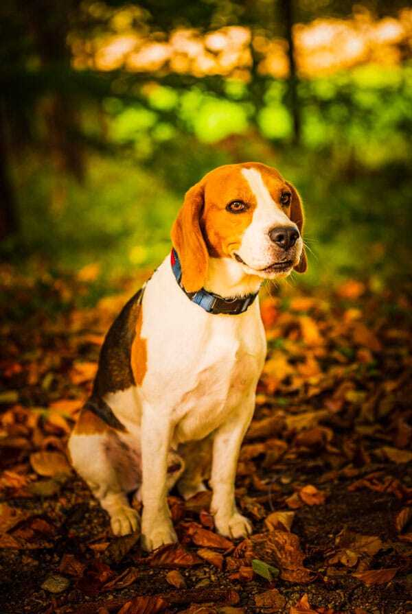 Chien avec un cancer de la prostate