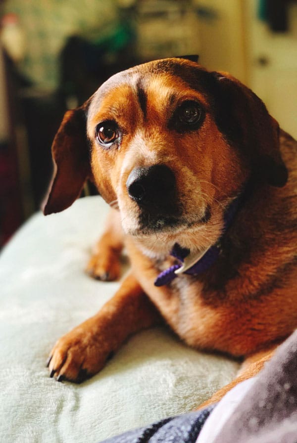 Chienne ayant un cancer de l'utérus