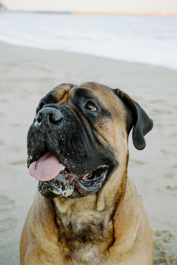 Caractéristiques physiques du Mastiff