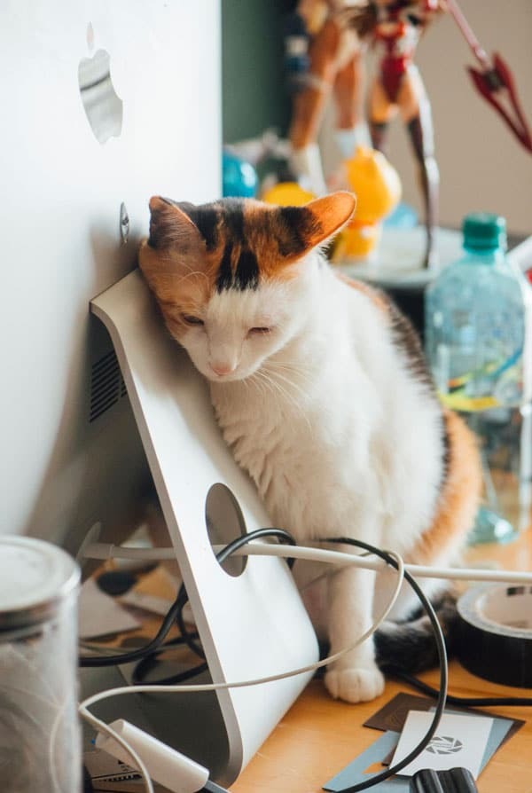 chat blanc noir roux file ordinateur