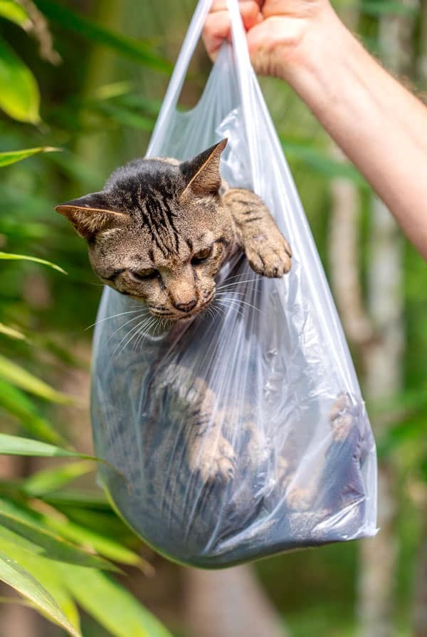 chat gris marron clair dans un sac plastique