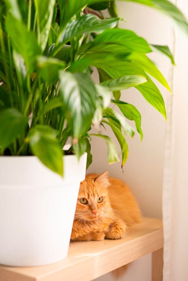 chat roux sous une plante dans le salon