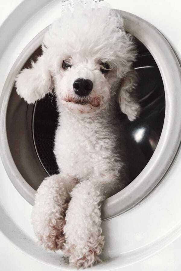 chien blanc dans la salle de bain
