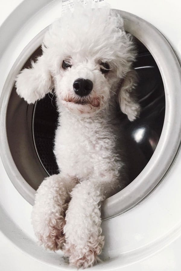 chien blanc dans la salle de bain