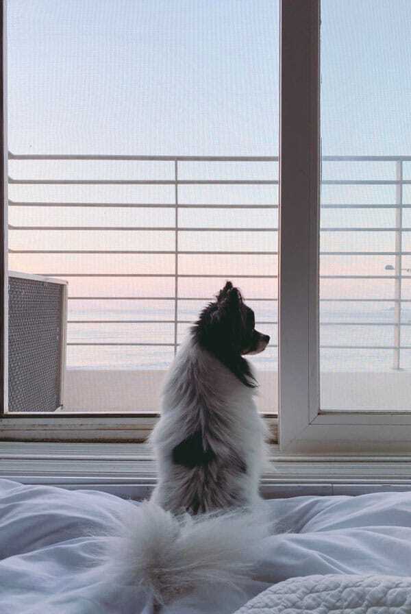 chien noir et blanc devant une fenêtre