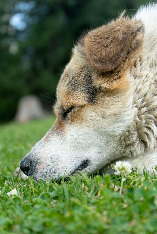 Comportement du Chien-loup tchécoslovaque