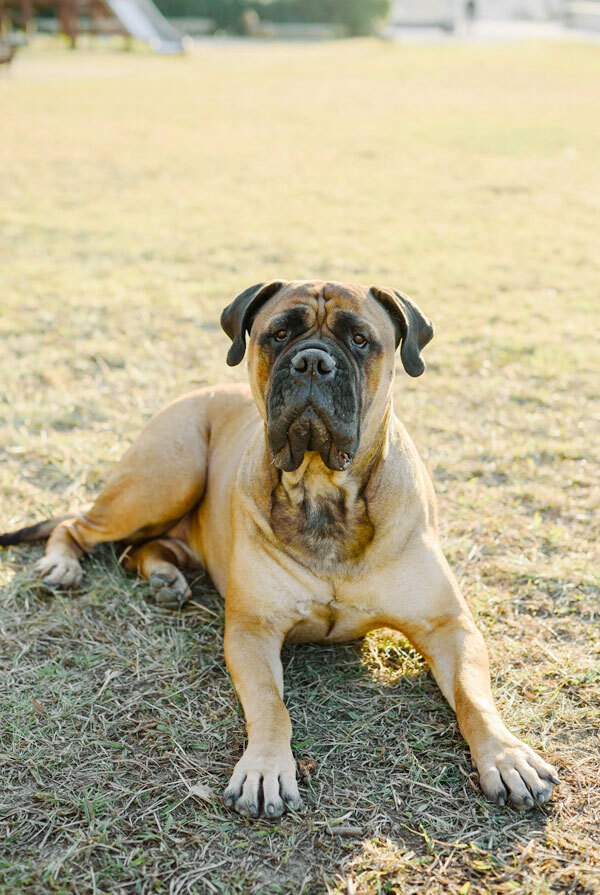 Comportement du Mastiff