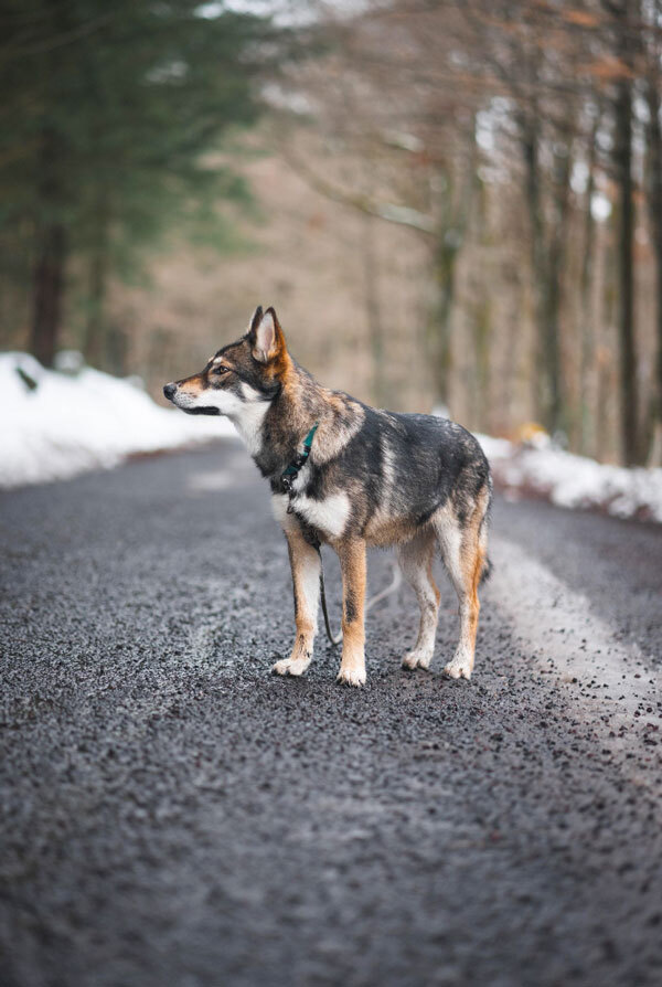 Cout d'entretien d'un Chien-loup tchécoslovaque