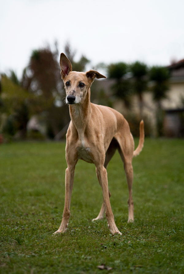 Cout d'entretien d'un Greyhound