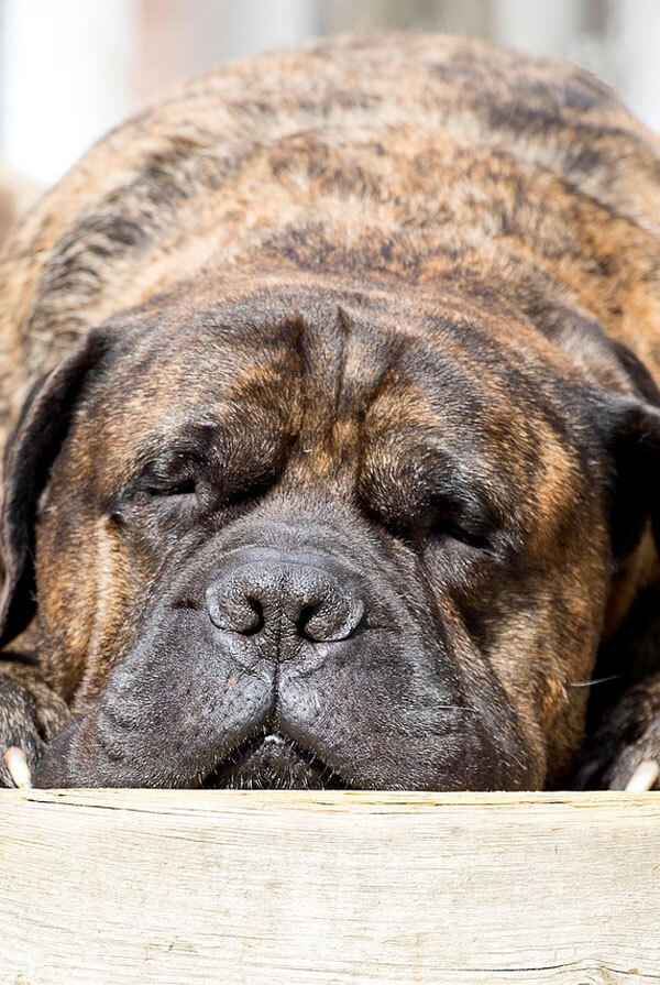 Cout d'entretien d'un Mastiff