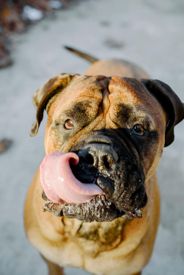 Education du chiot Mastiff