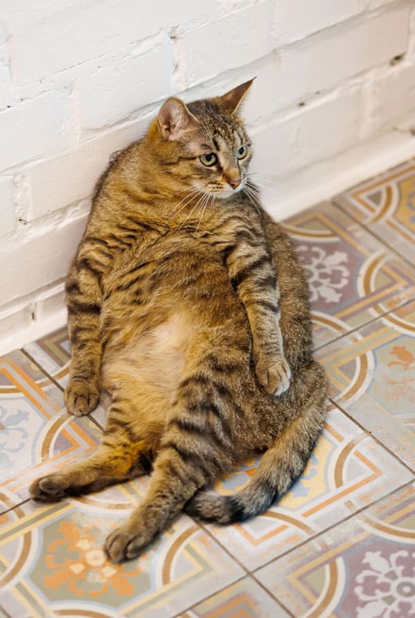 Chat victime d'une grossesse nerveuse