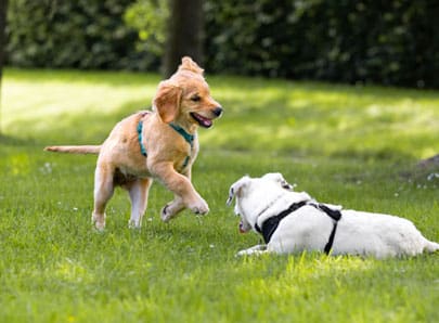 chiens qui joue ensemble