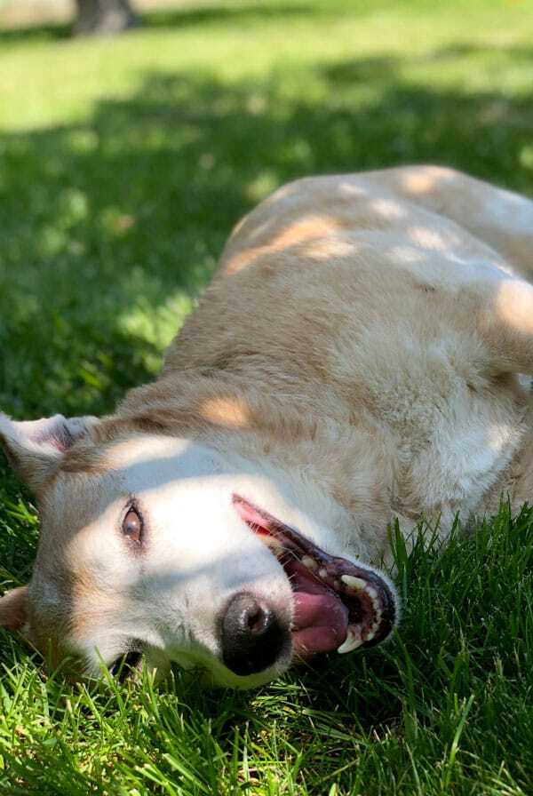 Chien essoufflé ayant une insuffisance valvulaire