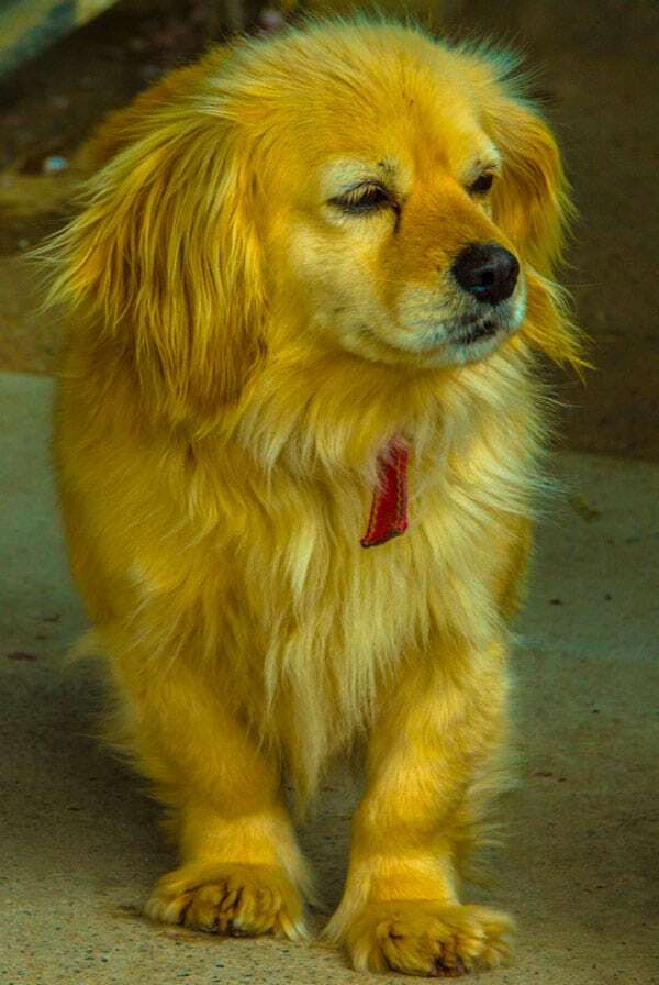 Chien qui présente des signes de jaunisse