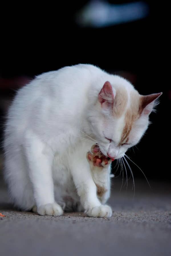 Chat atteint de leishmaniose