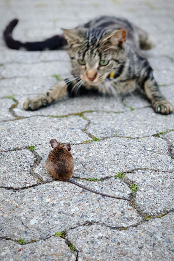 Chat face à un rongeur pouvant transmettre la leptospirose
