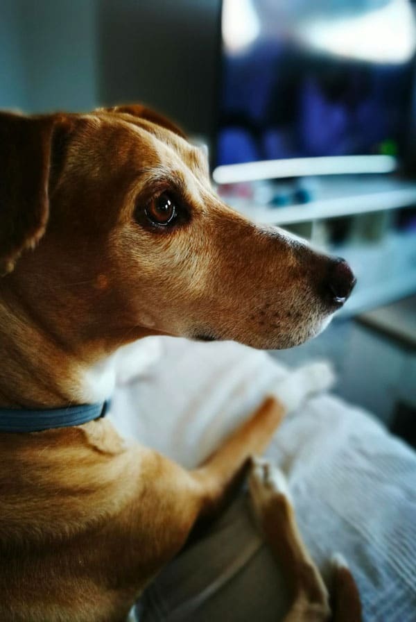 Chien malade ayant une leucémie