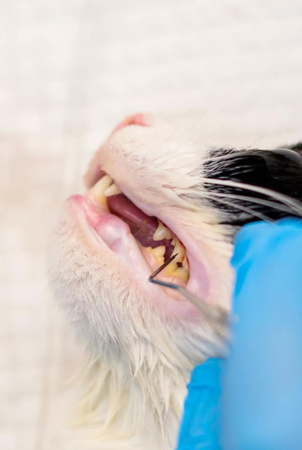 Chat chez le vétérinaire pour une lipidose hépatique