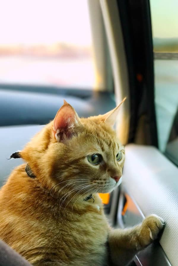 Chat en voiture ayant le mal des transports