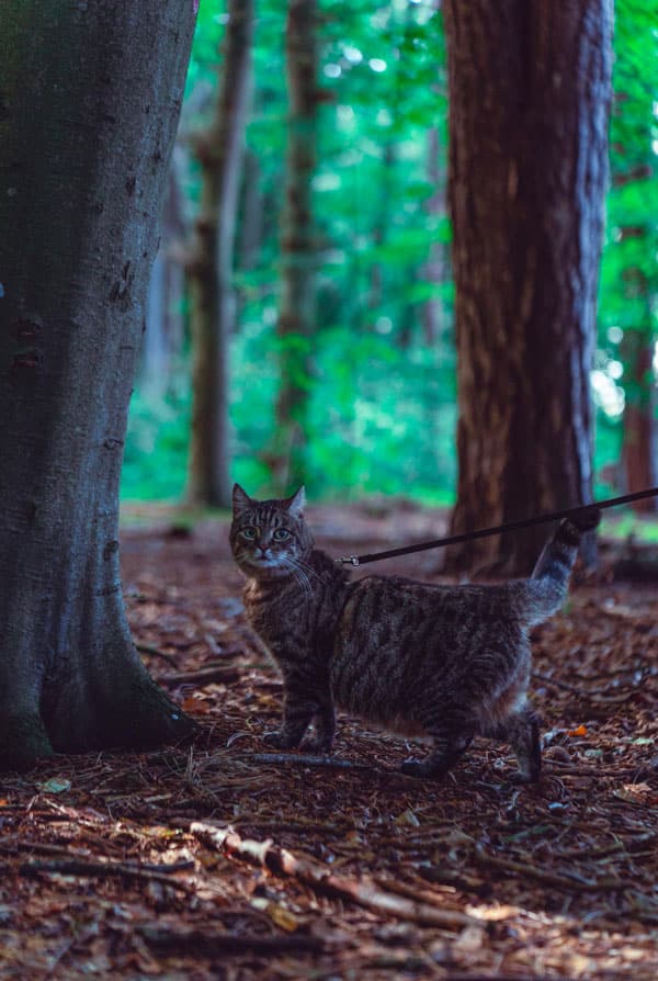 Chat atteint de la maladie d'Aujeszky
