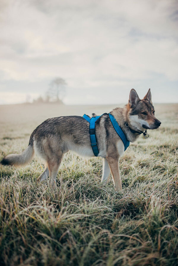 Maladies du Chien-loup tchécoslovaque