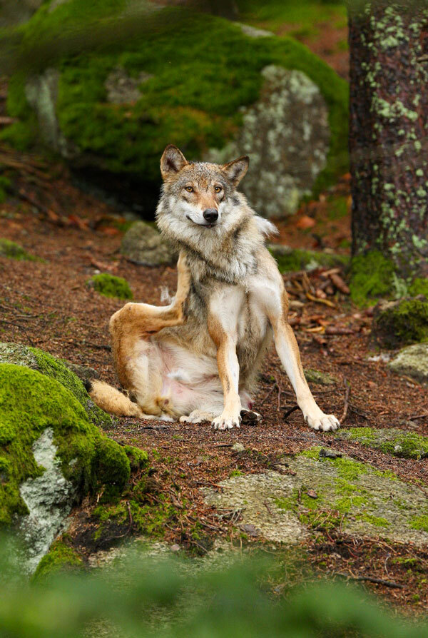 Origine du Chien-loup tchécoslovaque